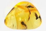 Four Fossil Flies (Microphorinae) In Baltic Amber #307886-1